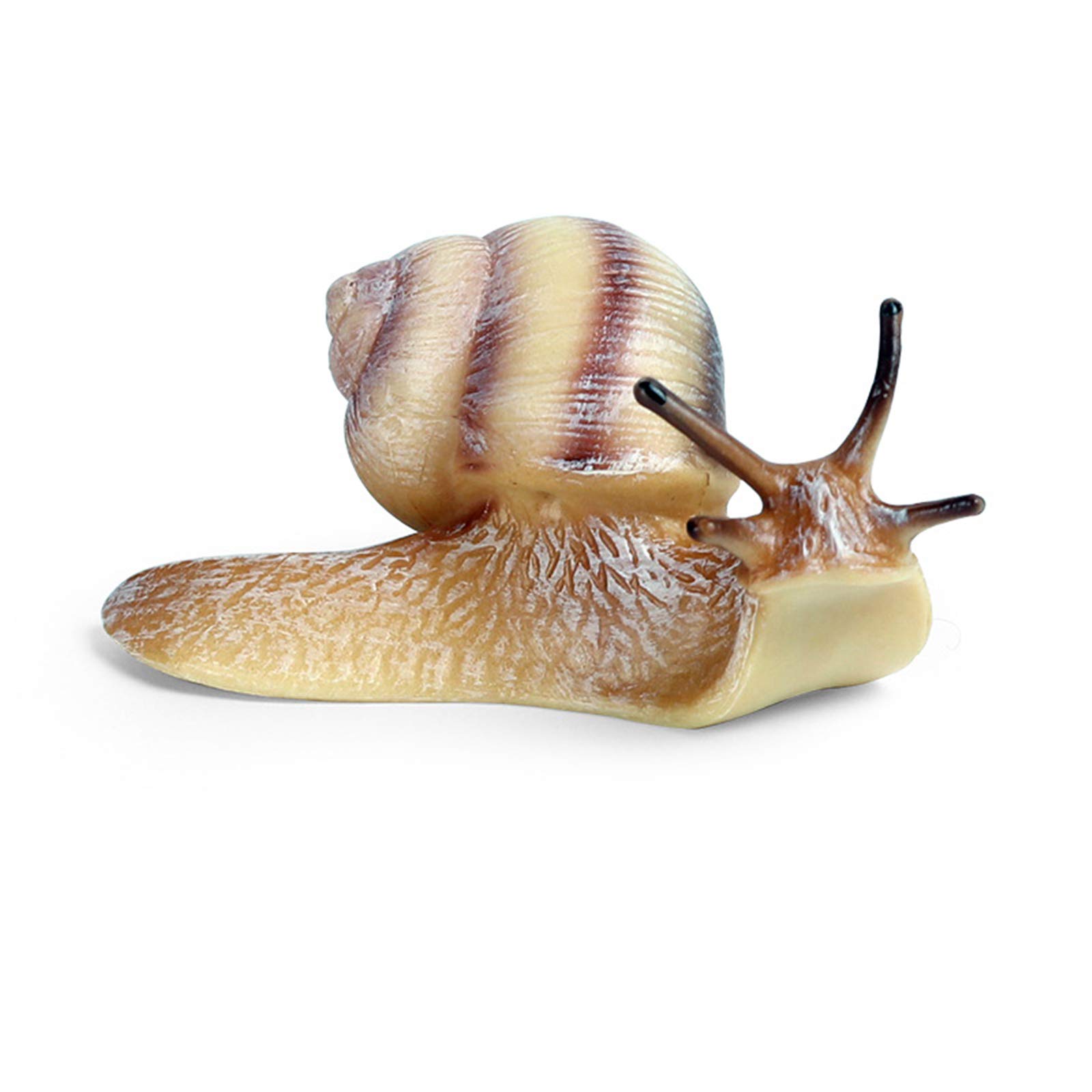 Amazon.co.jp: Eden Toys カタツムリ 蝸牛 動物 軟体動物 プラモデル
